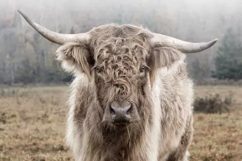 Einzigartig und handgefertigt  Highland in der Natur 120x80cm